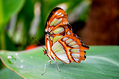 Buckfast butterfly farm