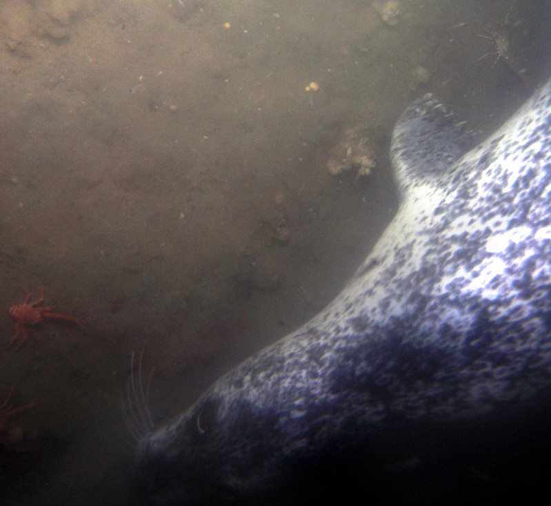 Seal caught in the view of the camera in Saanich Inlet at 95m. 