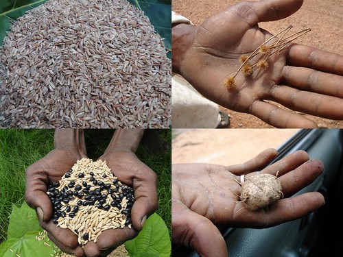 Indigenous Medicinal Rice Formulations for Kidney, Heart and Spleen Diseases and Cancer and Diabetes Complications (TH Group-119) from Pankaj Oudhia’s Medicinal Plant Database by Pankaj Oudhia