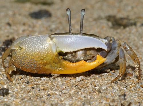 賈瑟琳招潮 （Uca jocelynae），是首次由東方學者所發表的新種招潮蟹，廣泛分布於西太平洋一帶。（圖片攝影：施習德）