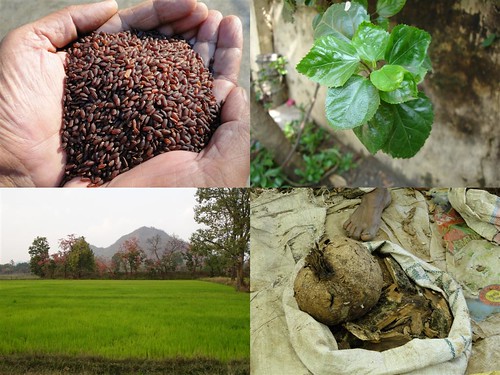 Validated and Promising Medicinal Rice Formulations for Diabetes (Madhumeha) and Cancer Complications and Revitalization of Kidney (TH Group-154) from Pankaj Oudhia’s Medicinal Plant Database by Pankaj Oudhia
