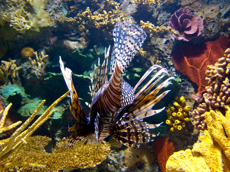 Ripley's Aquarium Turkeyfish