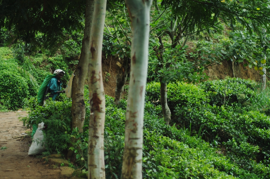 tea plantation in sri lanka