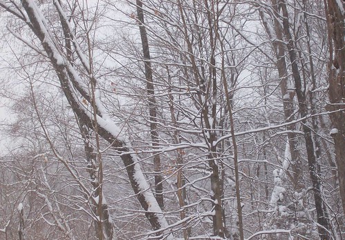 snowy trees 3