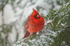 _MG_9364 Male Cardinal