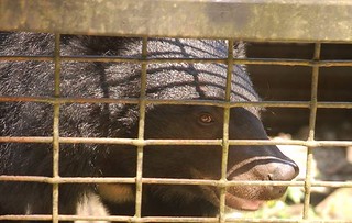 籠內的台灣黑熊