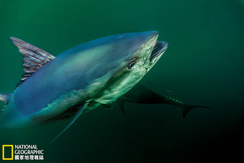 大西洋黑鮪魚是光澤閃耀的頂極海洋物種，獨特的生理構造讓牠們能夠高速衝刺、長程遷徙，且耐得住深海的酷寒。攝影：Brian Skerry；圖片提供：《國家地理雜誌》中文版3月號