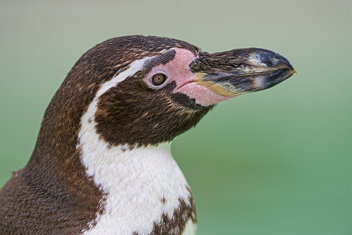 Profile portrait of a Humboldt penguin by Tambako the Jaguar