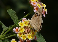 India - Butterflies
