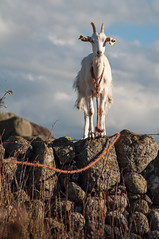 Une chèvre sur le mur - A goat on the wall