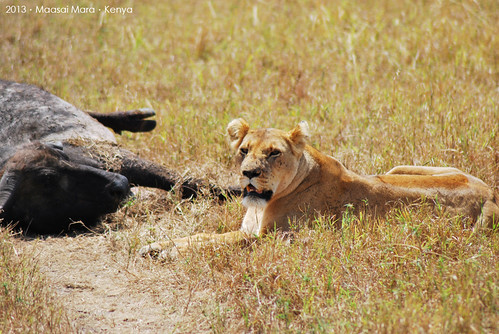 Lion@Masaai Mara