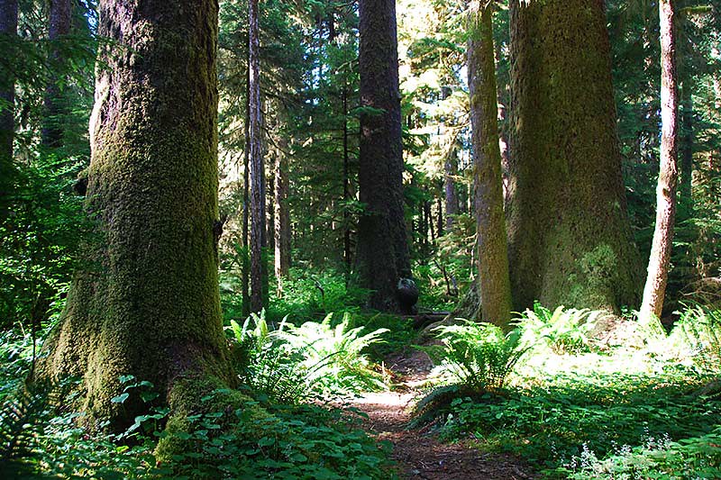 Randy Stoltman Grove in Carmanah Walbran Park, Vancouver Island, British Columbia, Canada