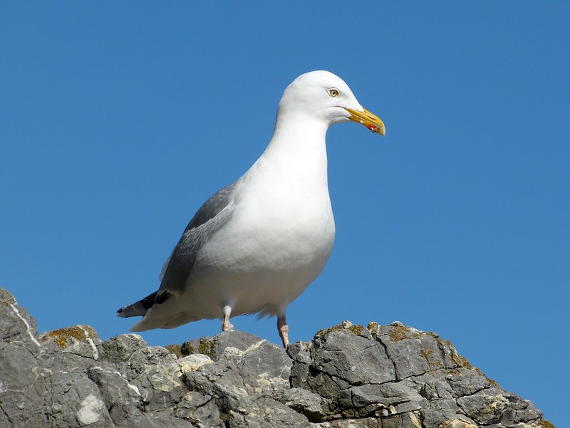 P1070094 - Herring Gull, Tenby