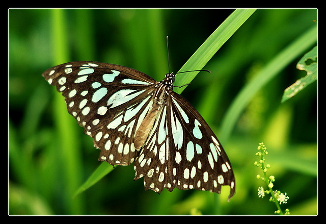 Blue Tiger (Indian Butterfly)
