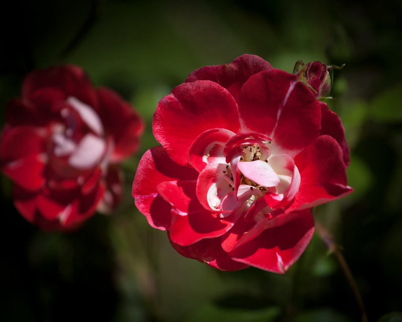 Red Mini Rose