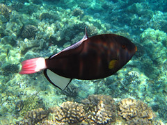 夏威夷Maui 5-26 to 6-1-2013 Fish