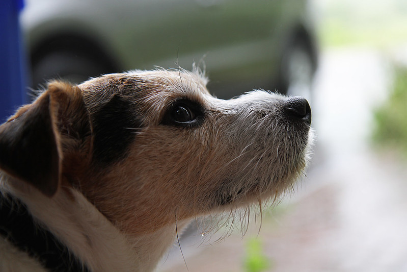 benny watching the rain