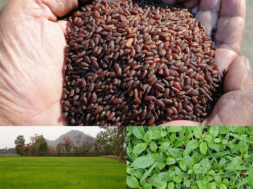 Validated and Potential Medicinal Rice Formulations for Diabetes (MadhuPrameh) and Cancer Complications and Revitalization of Kidney (TH Group-172) from Pankaj Oudhia’s Medicinal Plant Database by Pankaj Oudhia