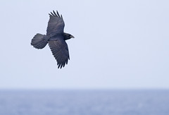 Ravn (Common Raven)