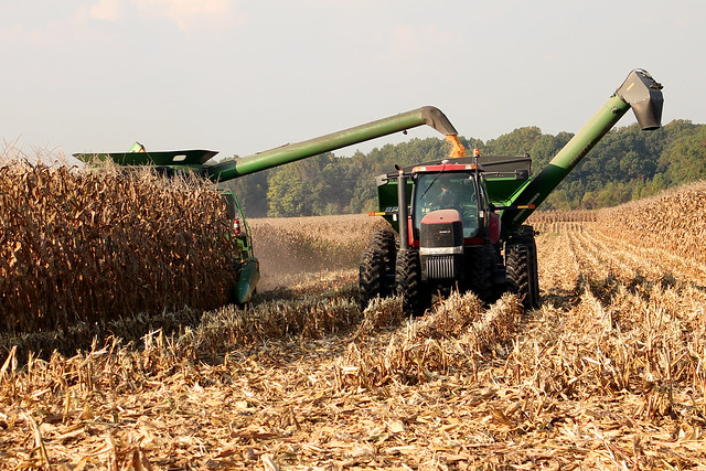Harvesting corn, Delaware IMG_8825a