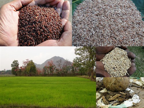 Validated and Potential Medicinal Rice Formulations for Diabetes Type 2 and Leukemia Complications (TH Group-196) from Pankaj Oudhia’s Medicinal Plant Database