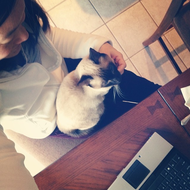 Louie on My Lap this Morning, helping Me Work #siamese #louiethelooster #cat