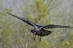 Crows-Ravens