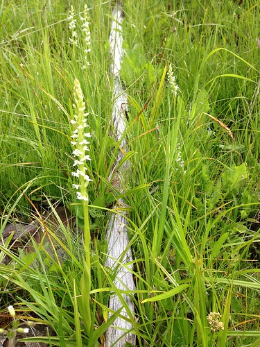 Sierra bog orchid (Platanthera dilatata var. leuchostachys)