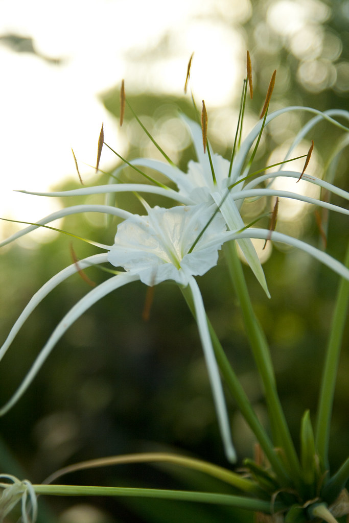 Conservatory white flower 1