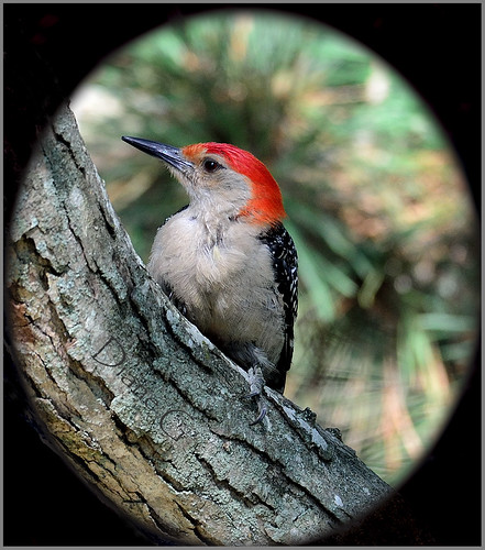 Red-bellied Woodpecker   19