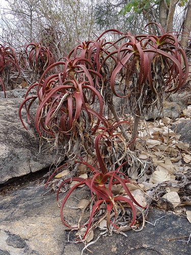 shrubby Aloe mawii by tonrulkens