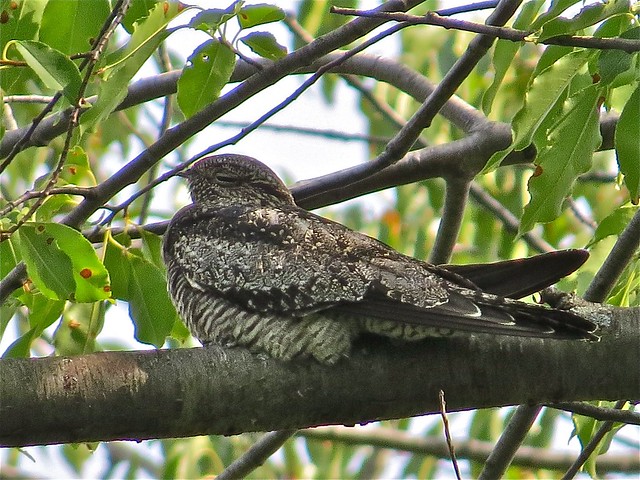 Common Nighthawk at Angler's Pond in Bloomington, IL 03