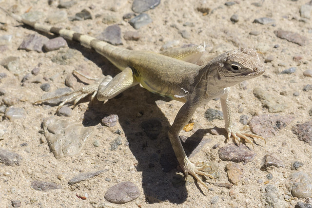 Lizard, Arizona-Sonora Desert Museum