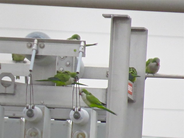 Monk Parakeet at the Comed Substation in DuPage County, IL 05