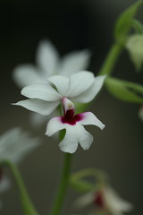 Calanthe species and hybrids
