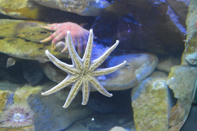 a picture of a star fish