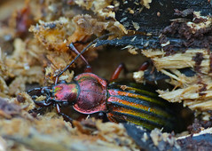Golden Ground Beetle (Carabus auronitens auronitens) hibernating in dead wood