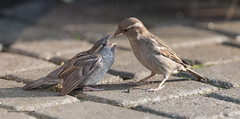 Sparrows gone crazy feeding