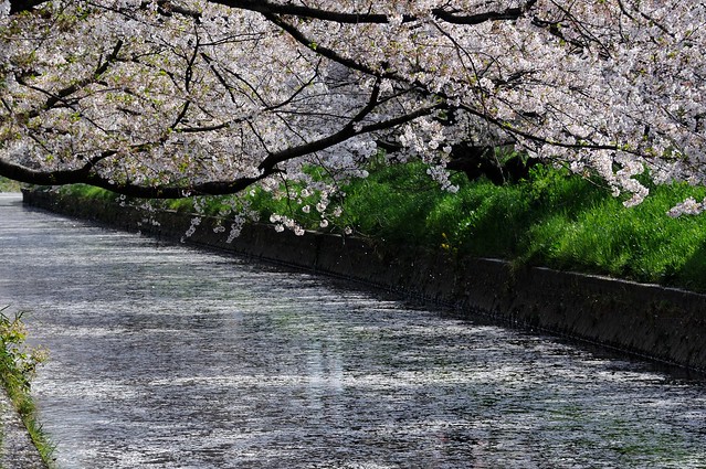 岩倉 五条川河畔の桜