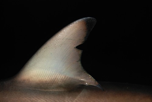 尖齒檸檬鯊，又稱犁鰭檸檬鯊，圖為犁型背鰭。圖片提供：簡毓群