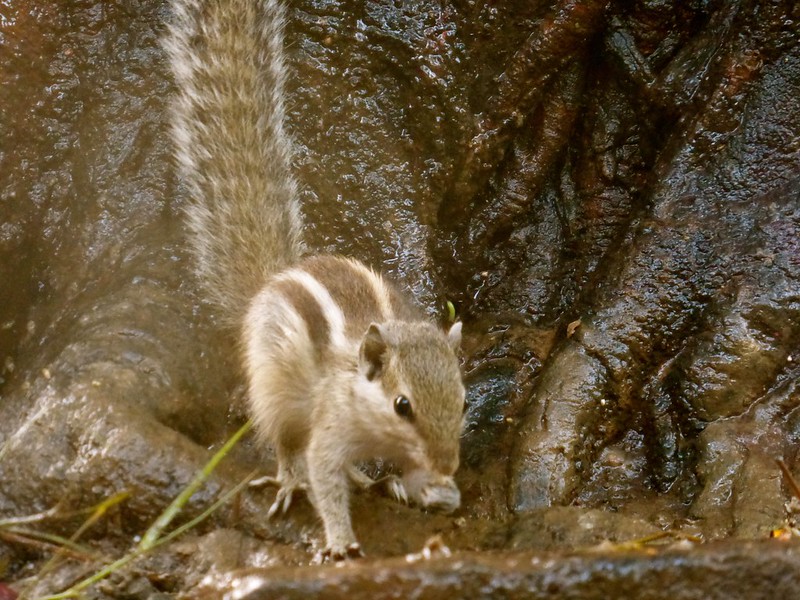Mandapeshwar Caves - squirrel