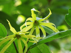 Annonaceae バンレイシ科