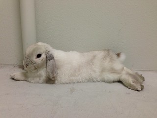 Flopped Lop