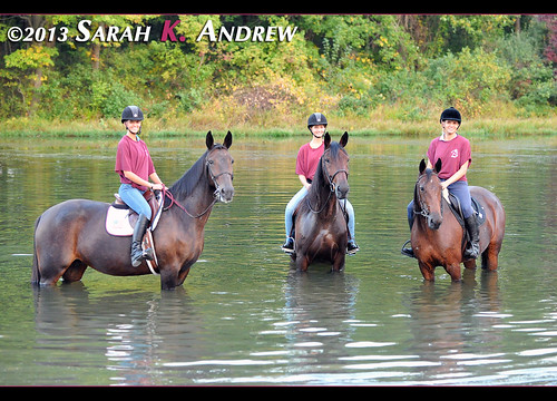 Horse Rescue United volunteers and adoptable Standardbreds go for a trail ride in Assunpink Wildlife Management Area