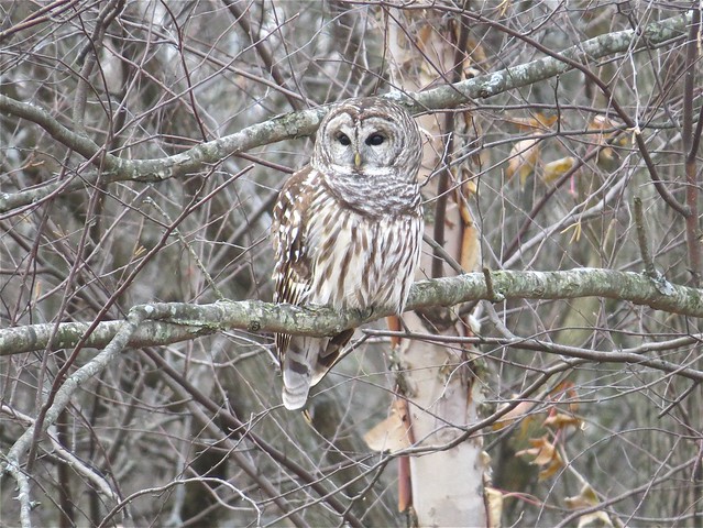 Barred Owl #1 at Evergreen Lake in McLean County 12