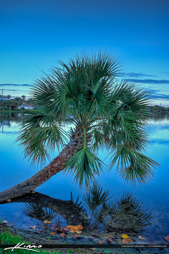 Palm Tree in Lake a Park in Juno Beach by Captain Kimo