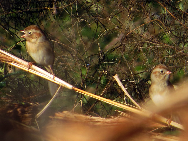 Field Sparrows (eBird record shot)