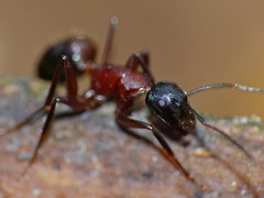 Carpenter Ant (Camponotus ligniperdus)