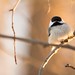 Black Capped Chickadee Hanging Out