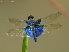 Malaysia 2016 Dragonflies and Damselflies